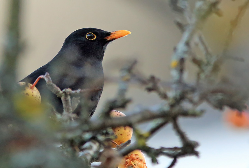 Mustarastas Common Blackbird (Turdus merula)