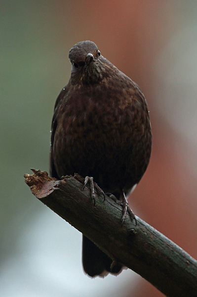 Mustarastas Common Blackbird (Turdus merula)