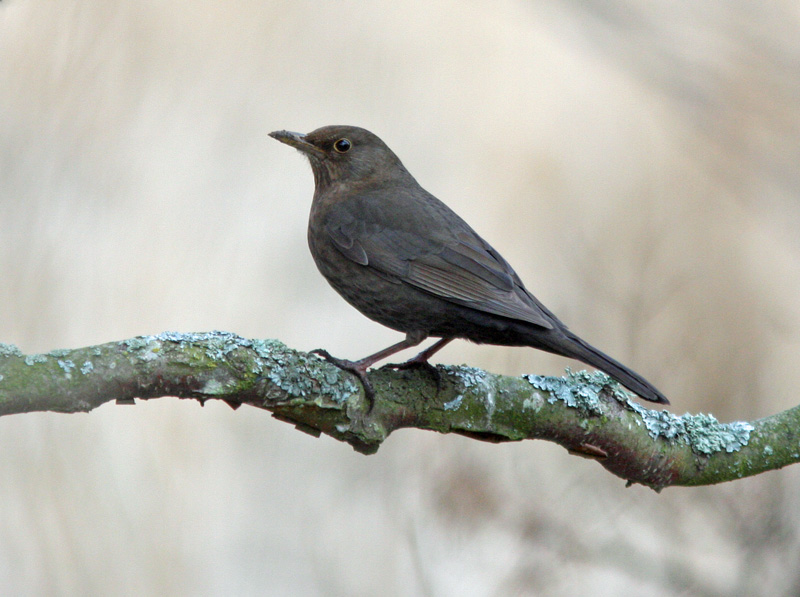 Mustarastas Common Blackbird (Turdus merula)
