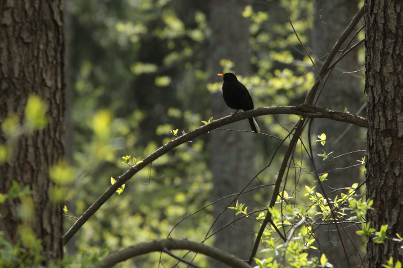 Mustarastas Common Blackbird (Turdus merula)