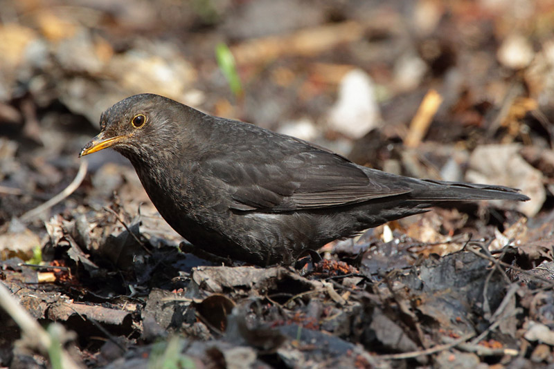 Mustarastas Common Blackbird (Turdus merula)