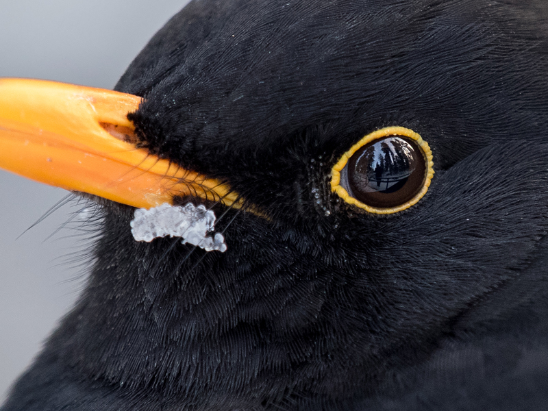 Mustarastas Common Blackbird (Turdus merula)
