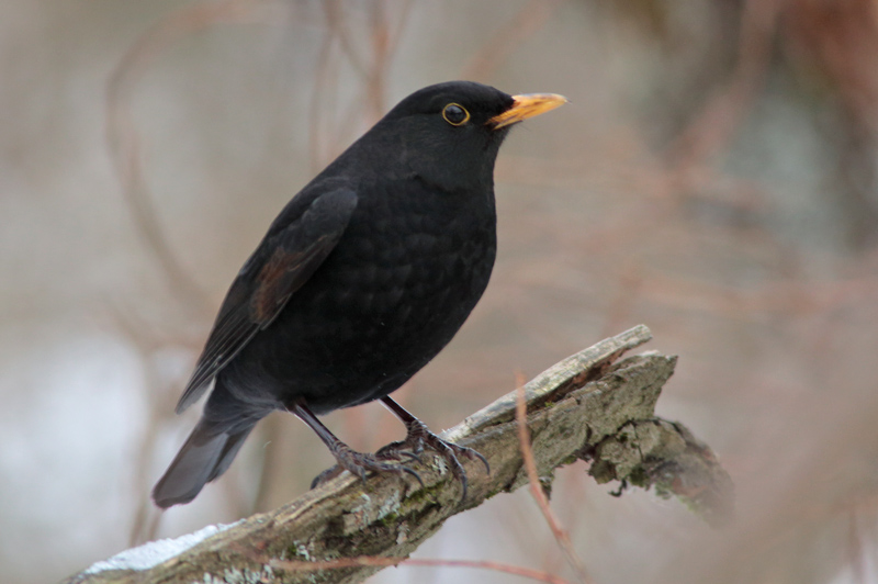 Mustarastas Common Blackbird (Turdus merula)