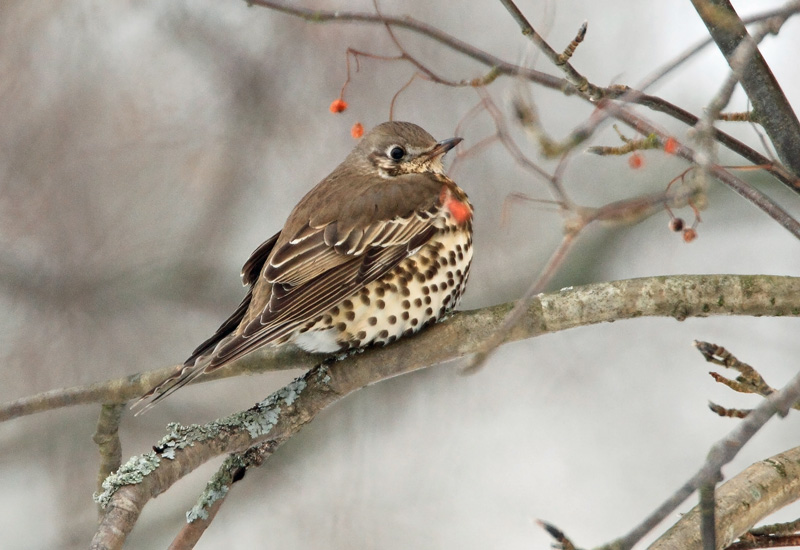 Kulorastas Mistle Thrush (Turdus viscivorus)