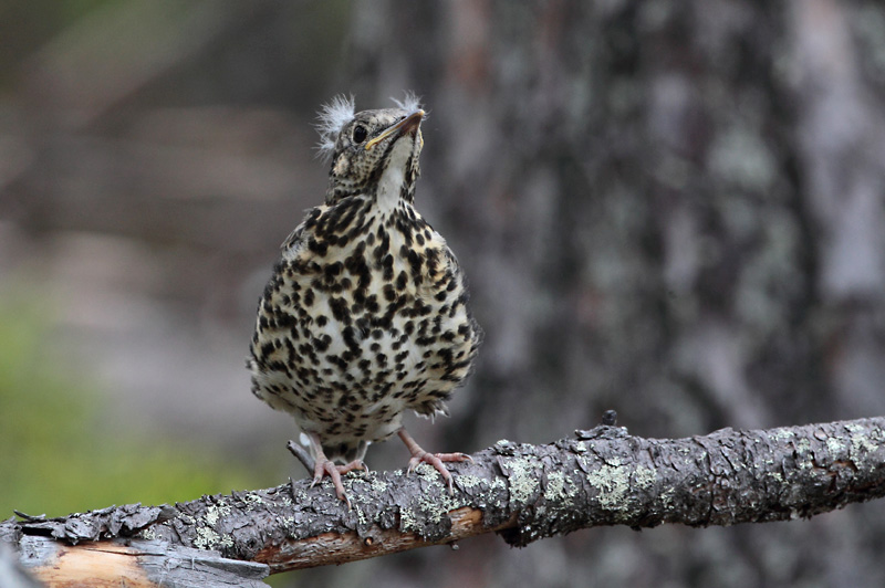 Kulorastas Mistle Thrush (Turdus viscivorus)