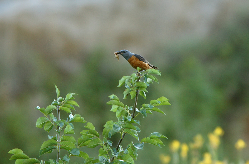 Kivikkorastas, Etel�-Ranska
