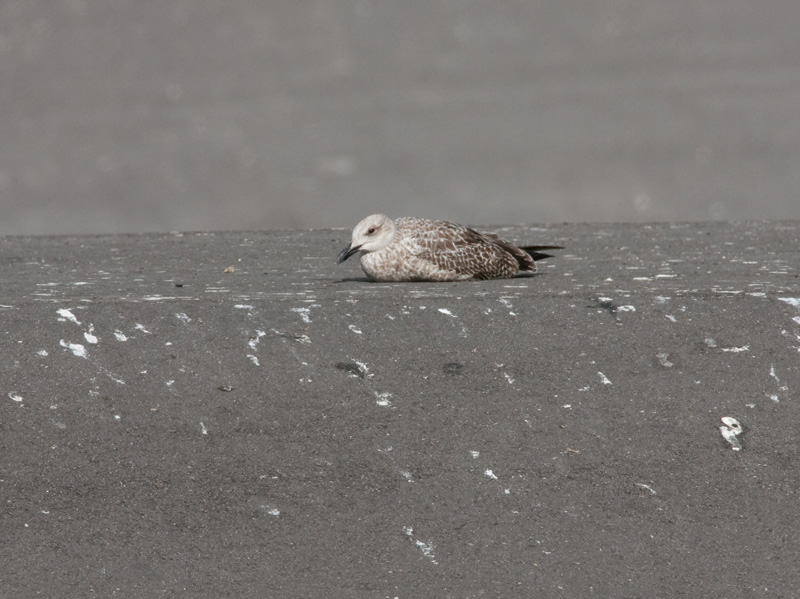 Aroharmaalokki, helppo :)