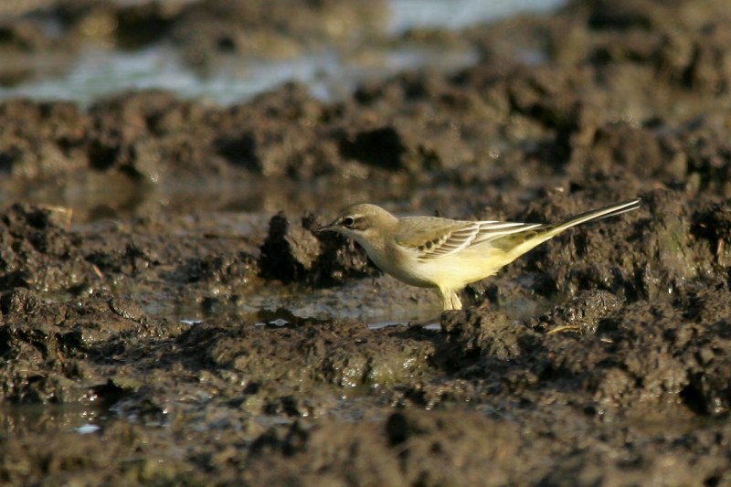 Keltav�st�r�kki